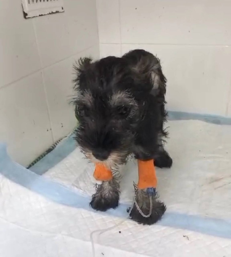 Владельцы животных в России боятся прививать питомцев отечественными препаратами