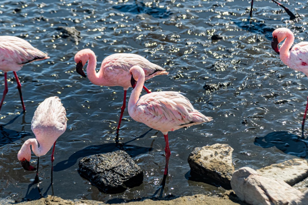 «Аэрофлот» отчитался о перевозке акул, фламинго и других экзотических животных