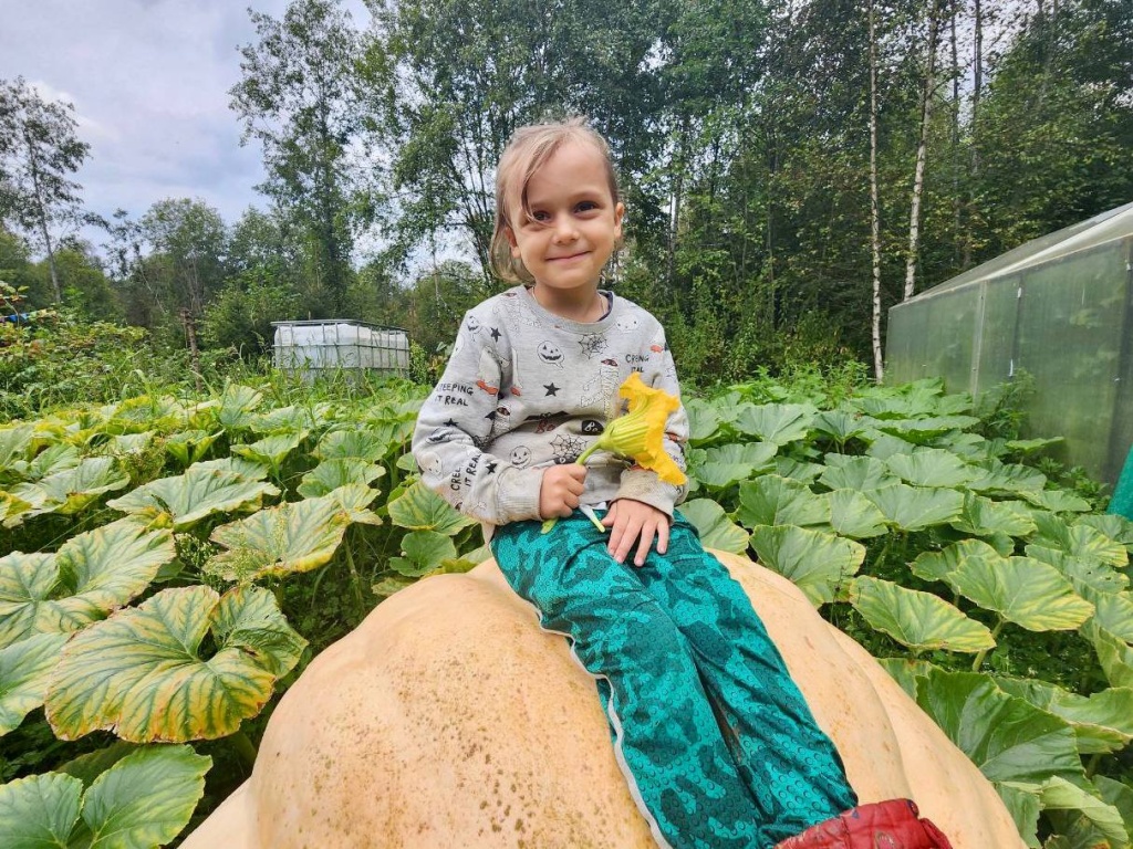 Дачница из Волоколамска вырастила тыкву весом почти полтонны