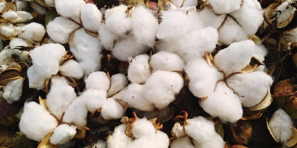 Афганистан поставил в Россию первую партию хлопка в объёме 45 тонн