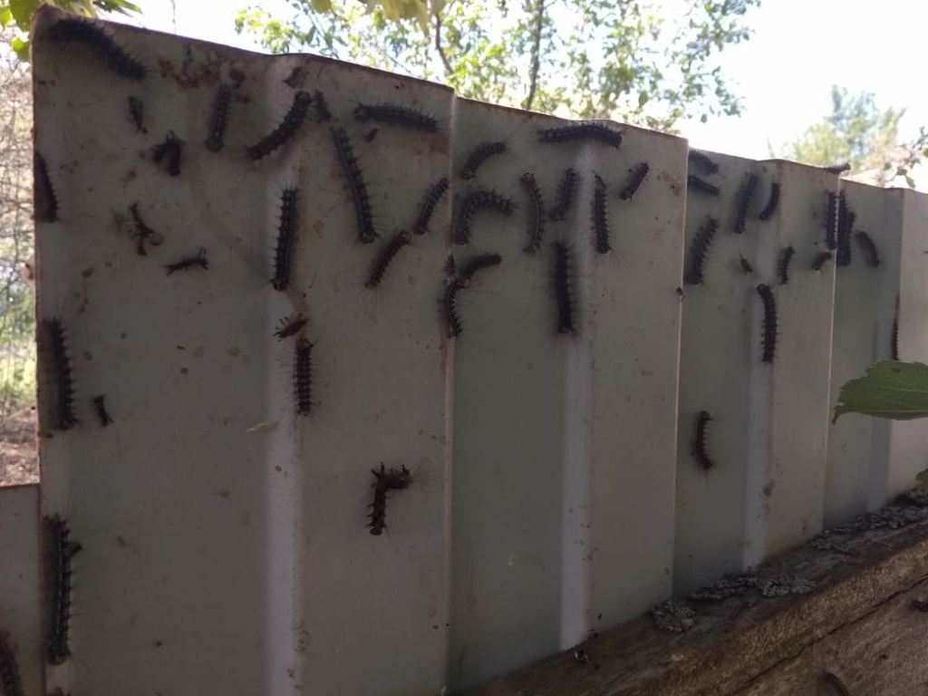 Эффект гусеницы