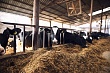 Псковская область произвела около 100 тысяч тонн молока с начала года